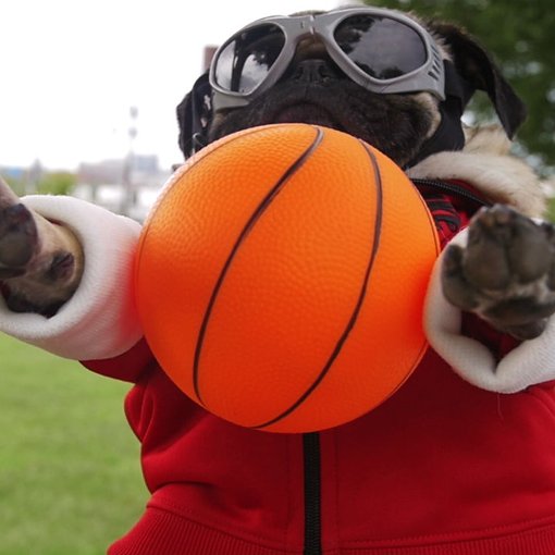 pugs fall out irresistible starring doug the pug fall out boy vevo pugs fall out irresistible starring doug the pug fall out boy vevo
